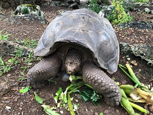 Tartaruga gigante das Galápagos